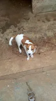 Male Mixed Breed Poodle Puppy (1-3 Months) - 2
