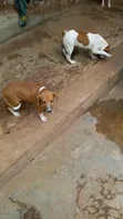 Male Mixed Breed Poodle Puppy (1-3 Months) - 3