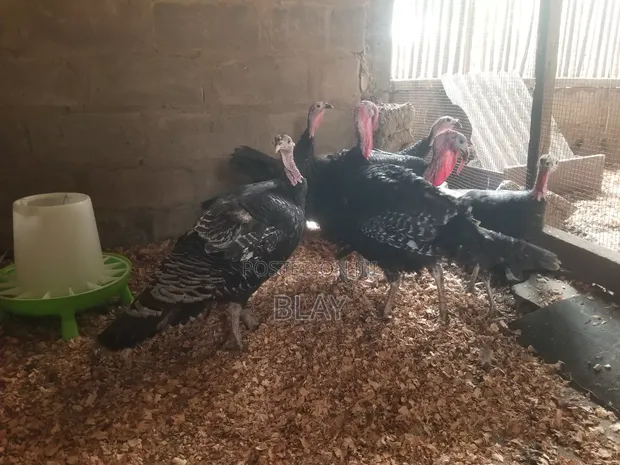Live Matured Turkeys for Sale - 1