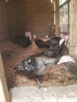 Live Matured Turkeys for Sale - 2