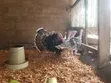 Live Matured Turkeys for Sale - 3