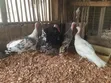 Live Matured Turkeys for Sale - 4