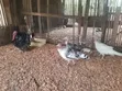 Live Matured Turkeys for Sale - 5