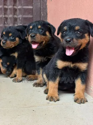 Purebred Rottweiler Puppy - 1-3 Months Old