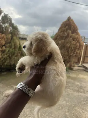 Female Purebred Poodle Puppy (1-3 Months)
