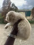 Female Purebred Poodle Puppy (1-3 Months) - 2