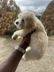 Female Purebred Poodle Puppy (1-3 Months) - 4