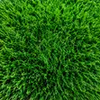 20mm 40mm Carpet Grass - Natural Look - 2