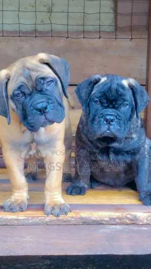 Purebred Bullmastiff Puppy - 1-3 Months Old