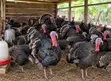 Fresh Organic Turkey Meat - Dressed - 3