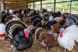 Fresh Organic Turkey Meat - Dressed - 4