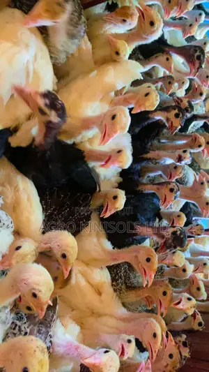 4 Weeks Old Turkeys