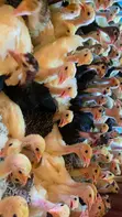4 Weeks Old Turkeys - 1
