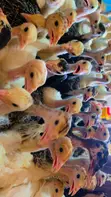 4 Weeks Old Turkeys - 2