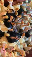 4 Weeks Old Turkeys - 3