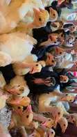 4 Weeks Old Turkeys - 4