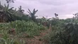 Half Plot of Land at Oyoko - 5