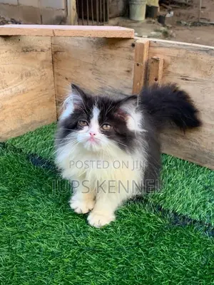 Purebred Persian Kittens - 1-3 Months Old