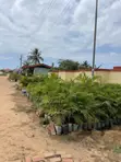 2 Acres Residential Land for Sale in Weija - 3
