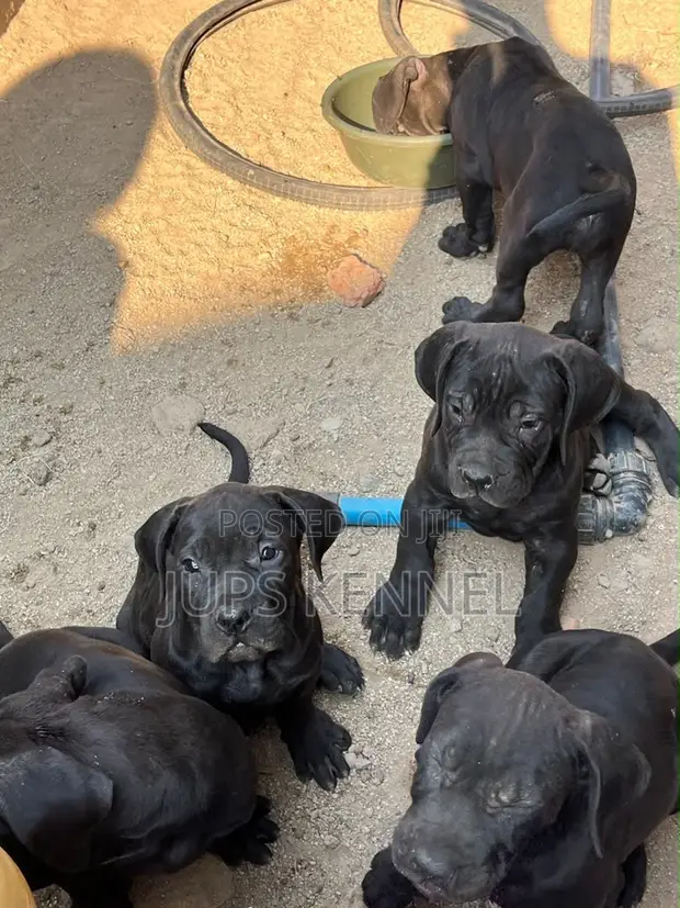 1-3 Month Female Purebred Cane Corso Puppy - 1