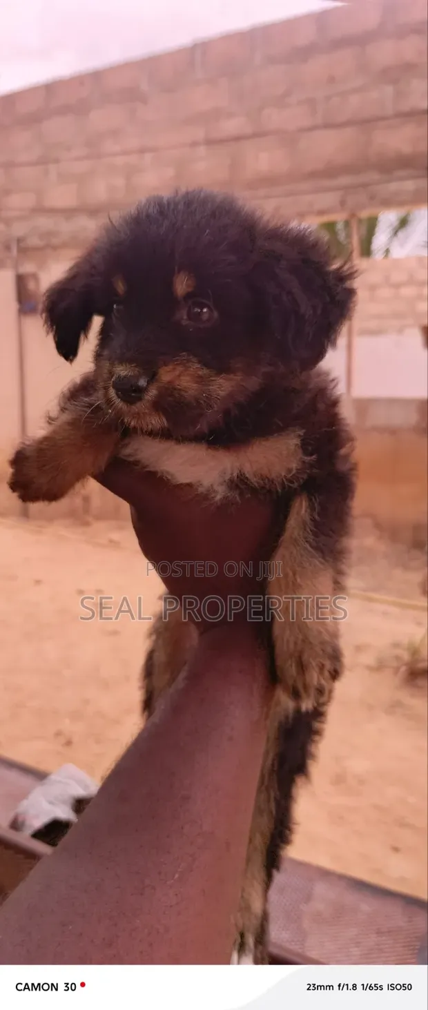 Male Mixed Breed Poodle Puppy - 1
