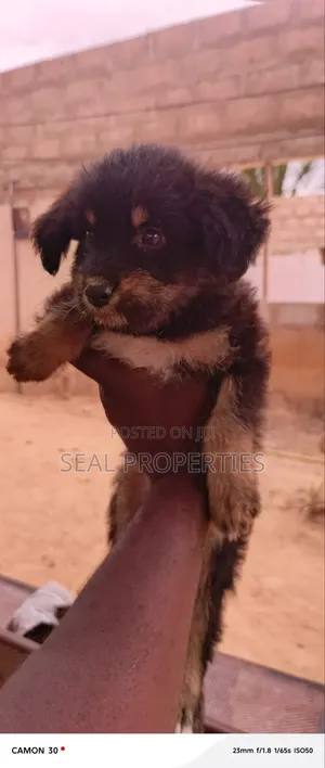 Male Mixed Breed Poodle Puppy