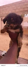Male Mixed Breed Poodle Puppy - 1