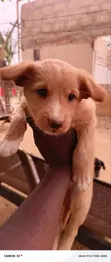 Male Mixed Breed Poodle Puppy - 2