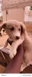 Male Mixed Breed Poodle Puppy - 3