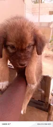 Male Mixed Breed Poodle Puppy - 4