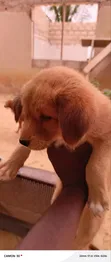 Male Mixed Breed Poodle Puppy - 5