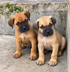 Female Purebred Boerboel Puppy (1-3 Months)