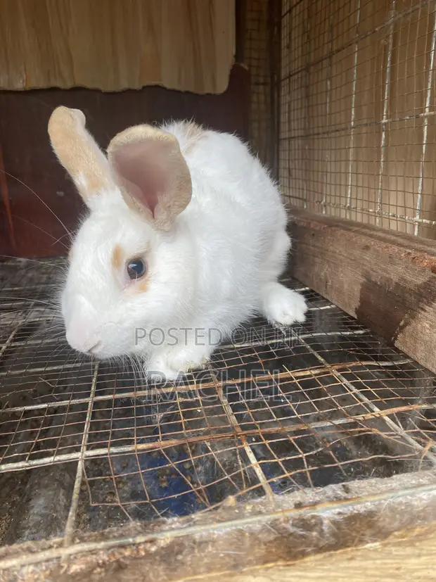 Rabbits for Sale - 1