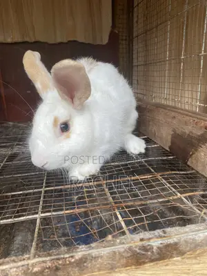 Rabbits for Sale