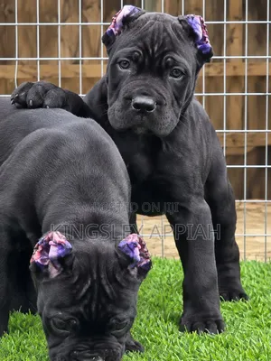 1-3 Month Male Purebred Cane Corso Puppy
