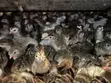 Premier Guinea Keets - 4