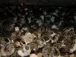 Premier Guinea Keets - 5
