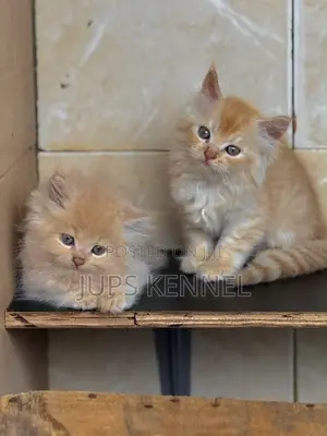 Purebred Persian Kittens - 1-3 Months Old