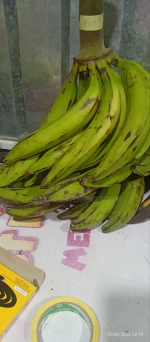 Plantain for Sale