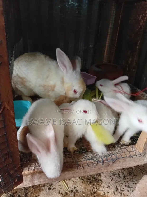 Healthy Rabbit Weaners - 1