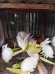 Healthy Rabbit Weaners - 2
