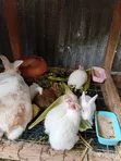 Healthy Rabbit Weaners - 3