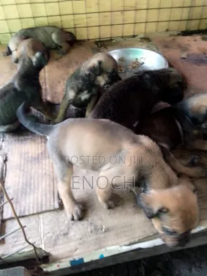 Purebred Boerboel Puppy - 1-3 Months Old