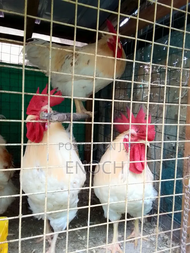 Purebred White Roosters - 1
