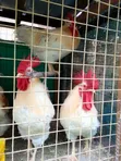 Purebred White Roosters - 1