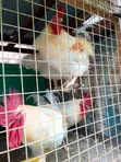 Purebred White Roosters - 2