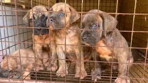 Purebred Boerboel Puppies - 1-3 Months Old