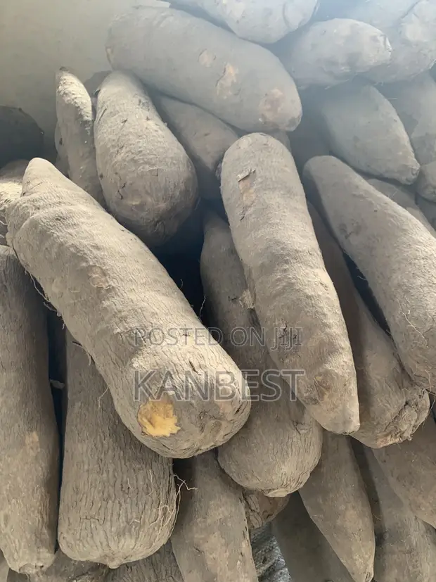 Yam Tubers - 1