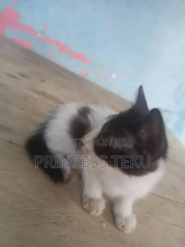 1-3 Month Old Male Purebred Cat - 1