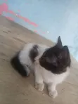 1-3 Month Old Male Purebred Cat - 1